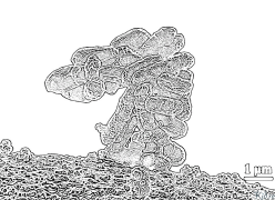 bacterium Coloring Pages To Print